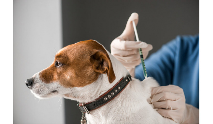 Povinné očkovanie psov - kötelező kutyaoltás